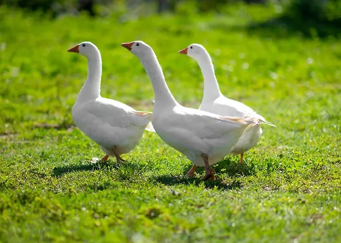 アパート Fiore スポレート